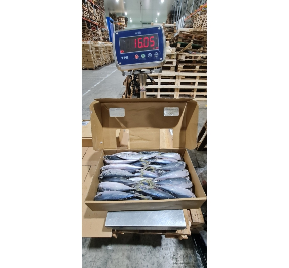 CÁ SABA  NHẬT (JAPAN) THÙNG 10KG SIZE 200-300